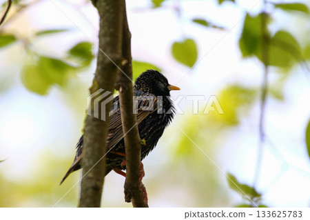 Starling Singing on Branch Closeup in Springtime Park Starling Singing on Branch Closeup in Springtime Park 133625783