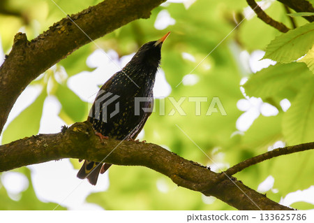 Starling Singing on Branch Closeup in Springtime Park 133625786