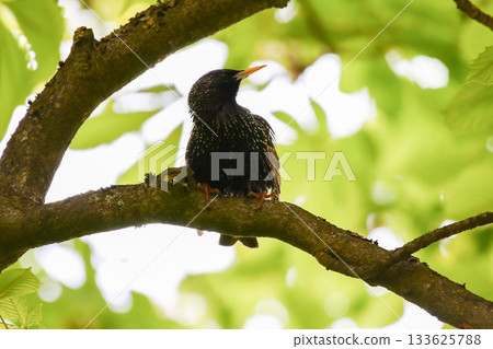 Starling Singing on Branch Closeup in Springtime Park Starling Singing on Branch Closeup in Springtime Park 133625788