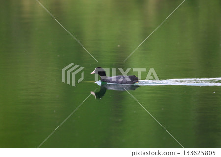 Eurasian Coot Floating on Green Lake Water Near Regensburg in Spring Eurasian Coot Floating on Green Lake Water Near Regensburg in Spring 133625805