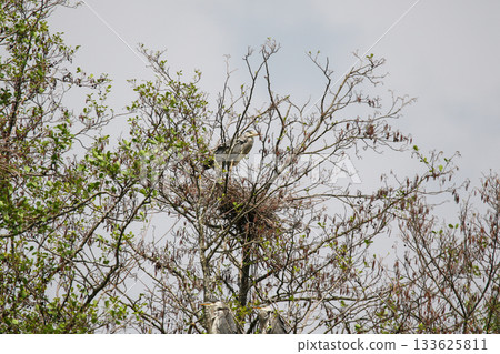 Gray Herons Nesting in Tree Near Regensburg in Springtime Gray Herons Nesting in Tree Near Regensburg in Springtime 133625811