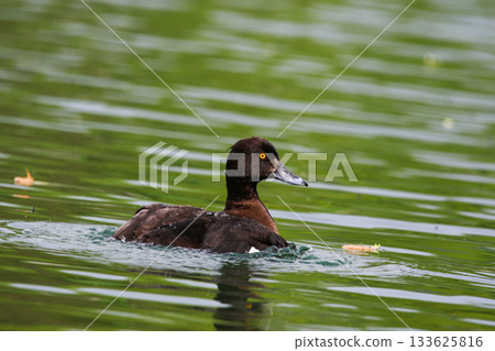 Tufted Pochard Floating on Green Lake Near Regensburg in Springtime 133625816
