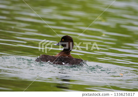 Tufted Pochard Floating on Green Lake Near Regensburg in Springtime 133625817
