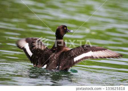 Tufted Pochard Floating on Green Lake Near Regensburg in Springtime 133625818