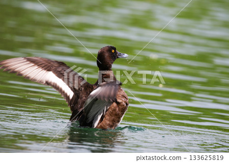 Tufted Pochard Floating on Green Lake Near Regensburg in Springtime 133625819