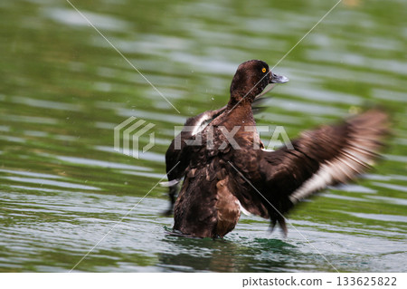 Tufted Pochard Floating on Green Lake Near Regensburg in Springtime 133625822