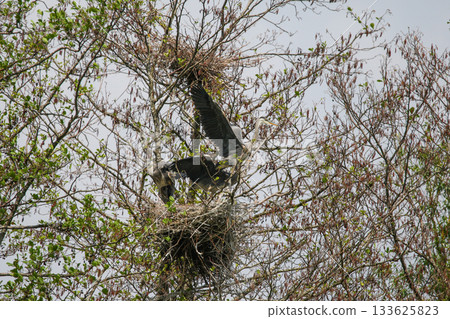 Gray Herons Nesting in Tree Near Regensburg in Springtime 133625823