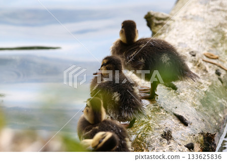 Wild Duckling Resting on Fallen Tree Trunk Near Lake Regensburg Spring 133625836
