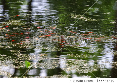 Exotic Colored Small Fishes Swimming in Pond Covered with Spring Vegetation in Town Park 133625849