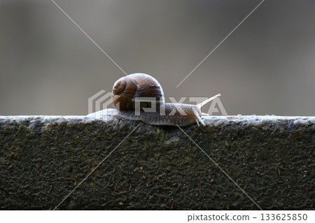 Close-up of Helix Pomatia Snail on Stone Wall in Backlight Close-up of Helix Pomatia Snail on Stone Wall in Backlight 133625850