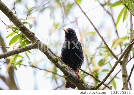 Starling Singing on Branch Closeup in Springtime Park 133625852