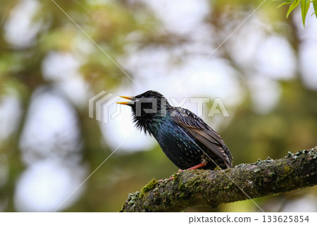 Starling Singing on Branch Closeup in Springtime Park 133625854