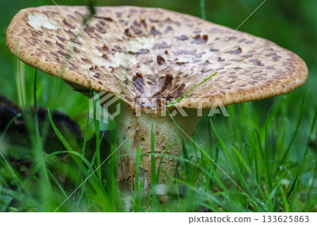 Macro Details of a Mushroom Growing in Grass with Natural Light Macro Details of a Mushroom Growing in Grass with Natural Light 133625863