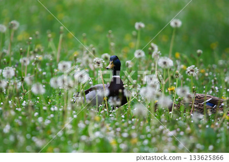 Wild Ducks Eating Dandelion Flowers in Grass During Spring in the Park 133625866