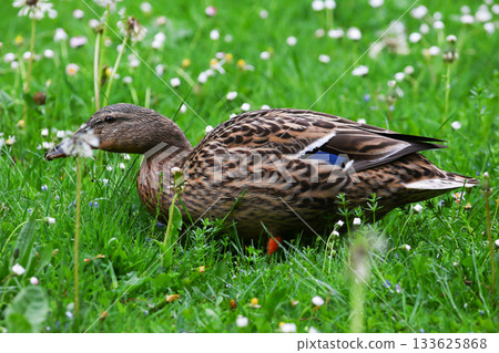 Wild Ducks Eating Dandelion Flowers in Grass During Spring in the Park 133625868