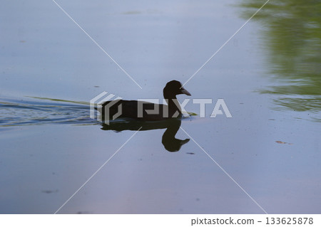 Eurasian Coot Floating on Green Lake Water Near Regensburg in Spring Eurasian Coot Floating on Green Lake Water Near Regensburg in Spring 133625878