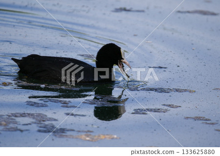 Eurasian Coot Floating on Green Lake Water Near Regensburg in Spring 133625880