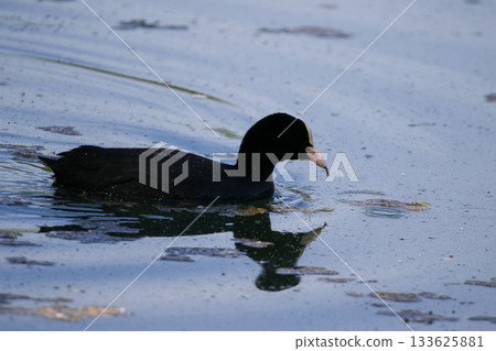 Eurasian Coot Floating on Green Lake Water Near Regensburg in Spring 133625881