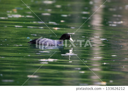 Eurasian Coot Floating on Green Lake Water Near Regensburg in Spring Eurasian Coot Floating on Green Lake Water Near Regensburg in Spring 133626212