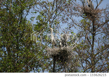 Gray Herons Nesting in Tree Near Regensburg in Springtime 133626215