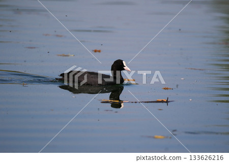 Eurasian Coot Floating on Green Lake Water Near Regensburg in Spring Eurasian Coot Floating on Green Lake Water Near Regensburg in Spring 133626216