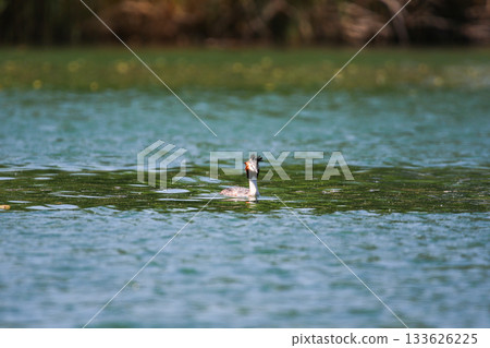 Crested Grebe Floating on Green Lake in Springtime Crested Grebe Floating on Green Lake in Springtime 133626225