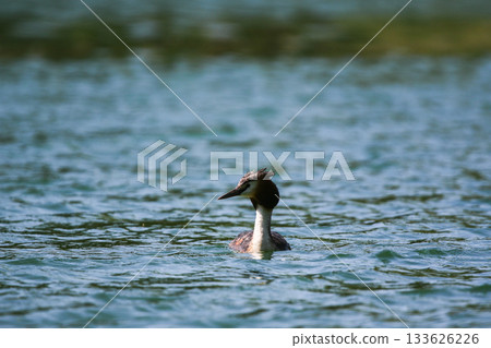 Crested Grebe Floating on Green Lake in Springtime Crested Grebe Floating on Green Lake in Springtime 133626226