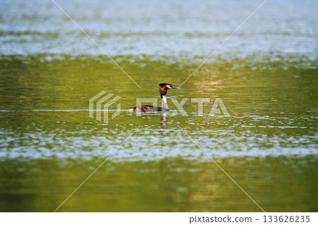 Crested Grebe Floating on Green Lake in Springtime 133626235