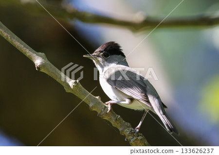 Eurasian Blackcap Sylvia atricapilla on Tree Branch with Green Leaves in Spring Park 133626237