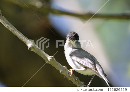 Eurasian Blackcap Sylvia atricapilla on Tree Branch with Green Leaves in Spring Park 133626239