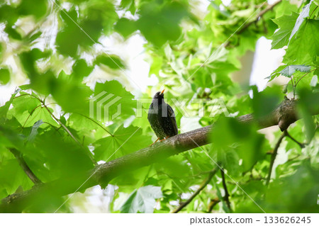 Starling Singing on Branch Closeup in Springtime Park Starling Singing on Branch Closeup in Springtime Park 133626245