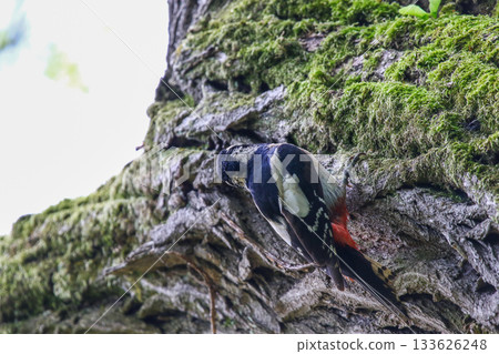 Great Spotted Woodpecker Dendrocopos Major Searching for Food on Tree Trunk 133626248