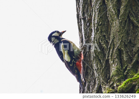 Great Spotted Woodpecker Dendrocopos Major Searching for Food on Tree Trunk 133626249