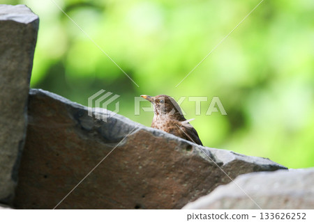 Female Turdus merula blackbird perched on stone in park green spring background Female Turdus merula blackbird perched on stone in park green spring background 133626252
