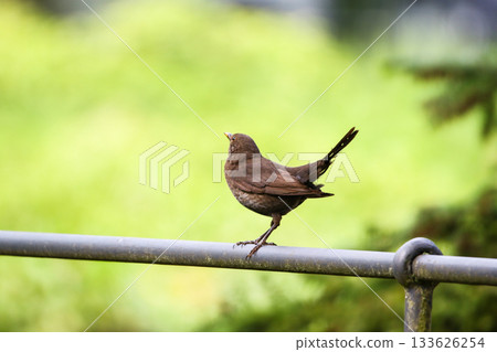 Female Turdus merula blackbird perched on metal bar in park spring green background Female Turdus merula blackbird perched on metal bar in park spring green background 133626254