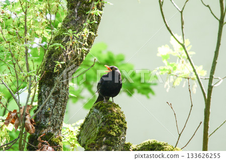 Common Blackbird Turdus Merula Sitting on Tree Branch in Spring Park Common Blackbird Turdus Merula Sitting on Tree Branch in Spring Park 133626255