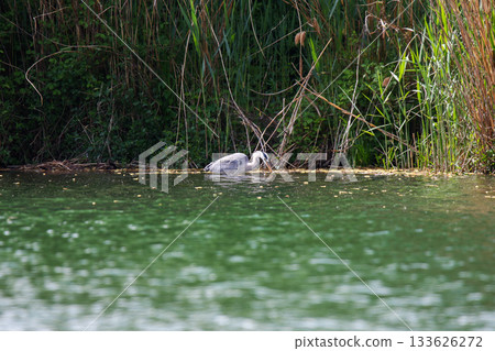 Grey Heron searching for fish at water edge on lake near Regensburg in spring 133626272