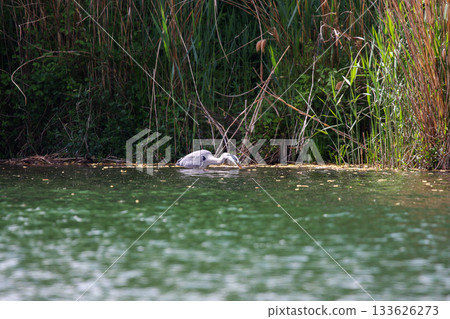Grey Heron searching for fish at water edge on lake near Regensburg in spring 133626273