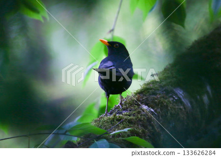 Common Blackbird Turdus merula on Branch Moody Spring View from Behind Common Blackbird Turdus merula on Branch Moody Spring View from Behind 133626284