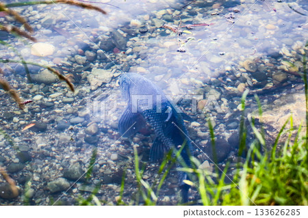 Large common bream swimming underwater during spring near Regensburg lake Large common bream swimming underwater during spring near Regensburg lake 133626285