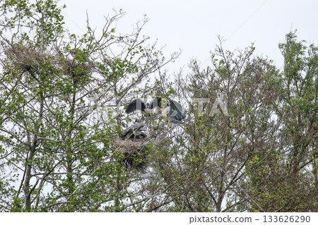 Grey Heron birds nesting in trees near lake by Regensburg in springtime Grey Heron birds nesting in trees near lake by Regensburg in springtime 133626290