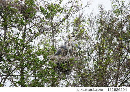 Grey Heron birds nesting in trees near lake by Regensburg in springtime Grey Heron birds nesting in trees near lake by Regensburg in springtime 133626294