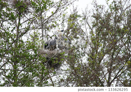 Grey Heron birds nesting in trees near lake by Regensburg in springtime Grey Heron birds nesting in trees near lake by Regensburg in springtime 133626295