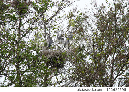 Grey Heron birds nesting in trees near lake by Regensburg in springtime 133626296