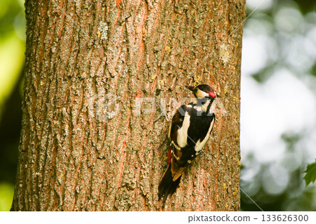 Great Spotted Woodpecker Dendrocopos Major Searching for Food on Tree Trunk 133626300