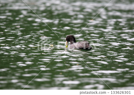 Eurasian Coot Floating on Green Lake Water Near Regensburg in Spring 133626301