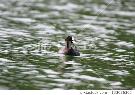 Eurasian Coot Floating on Green Lake Water Near Regensburg in Spring 133626303