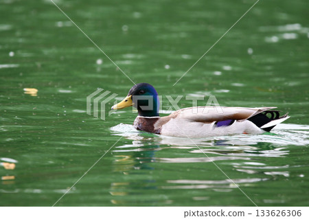 Mallard floating on green lake water near Regensburg in spring Mallard floating on green lake water near Regensburg in spring 133626306