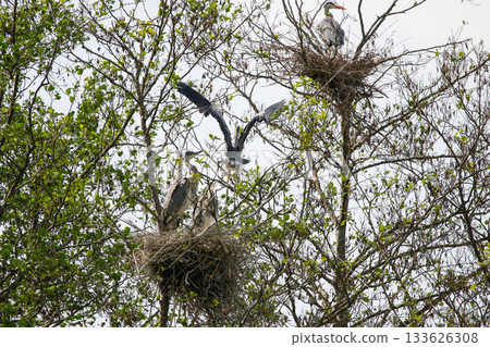 Grey Heron birds nesting in trees near lake by Regensburg in springtime 133626308