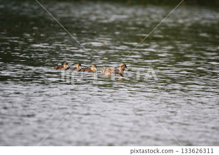Female Mallard with four ducklings floating on lake near Regensburg in spring 133626311